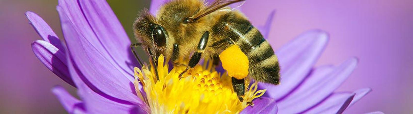 Un festin pour les abeilles